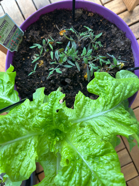 Purple pot with tomato seedlings and a head of green lettuce.