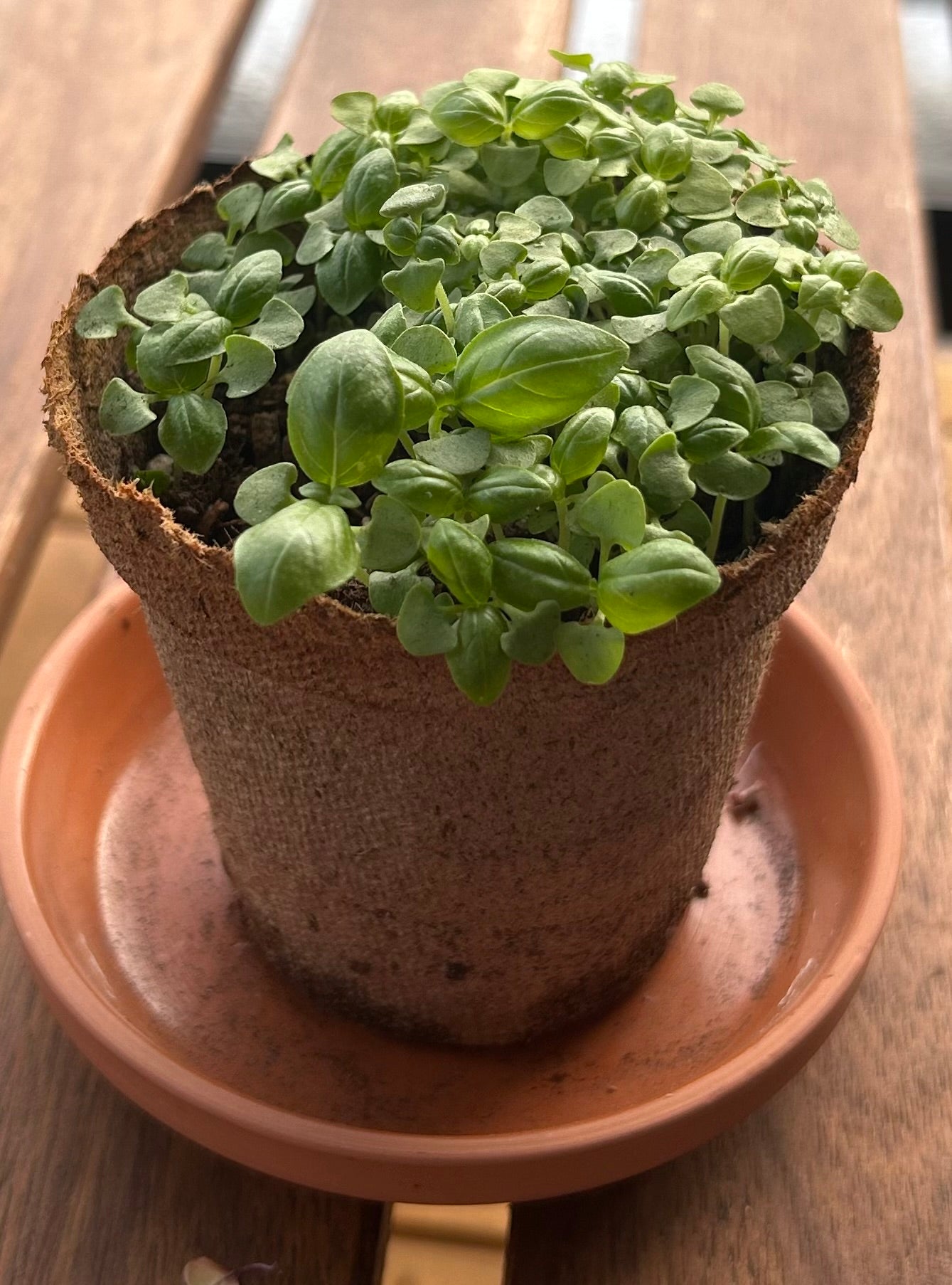 Green leafed basil micogreens in a brown pot on a terracotta dish.