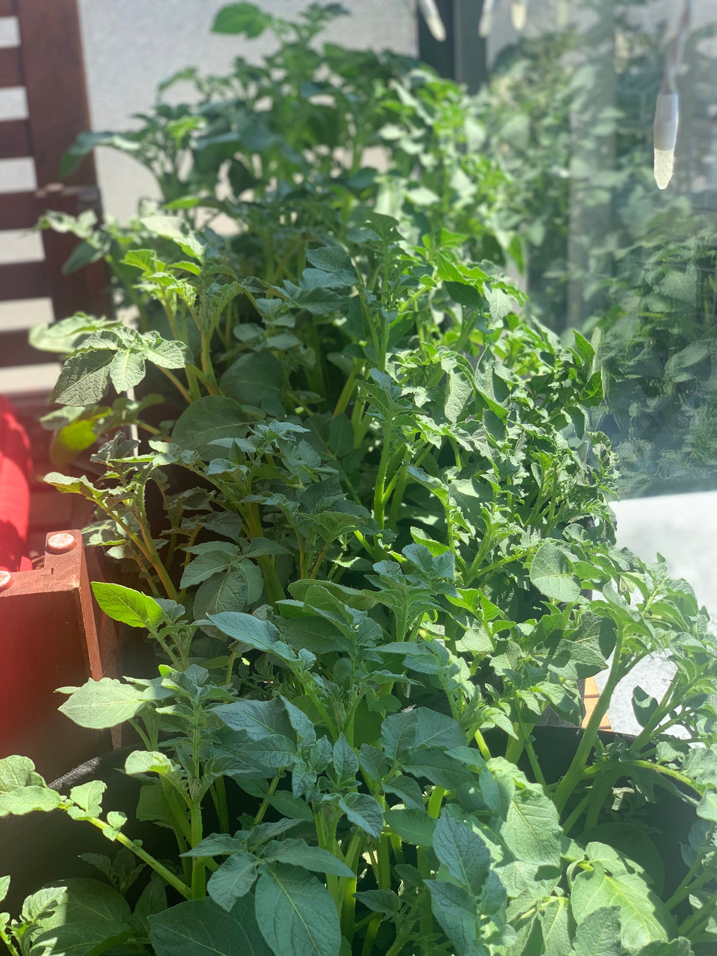 Grow your Own Food Guide