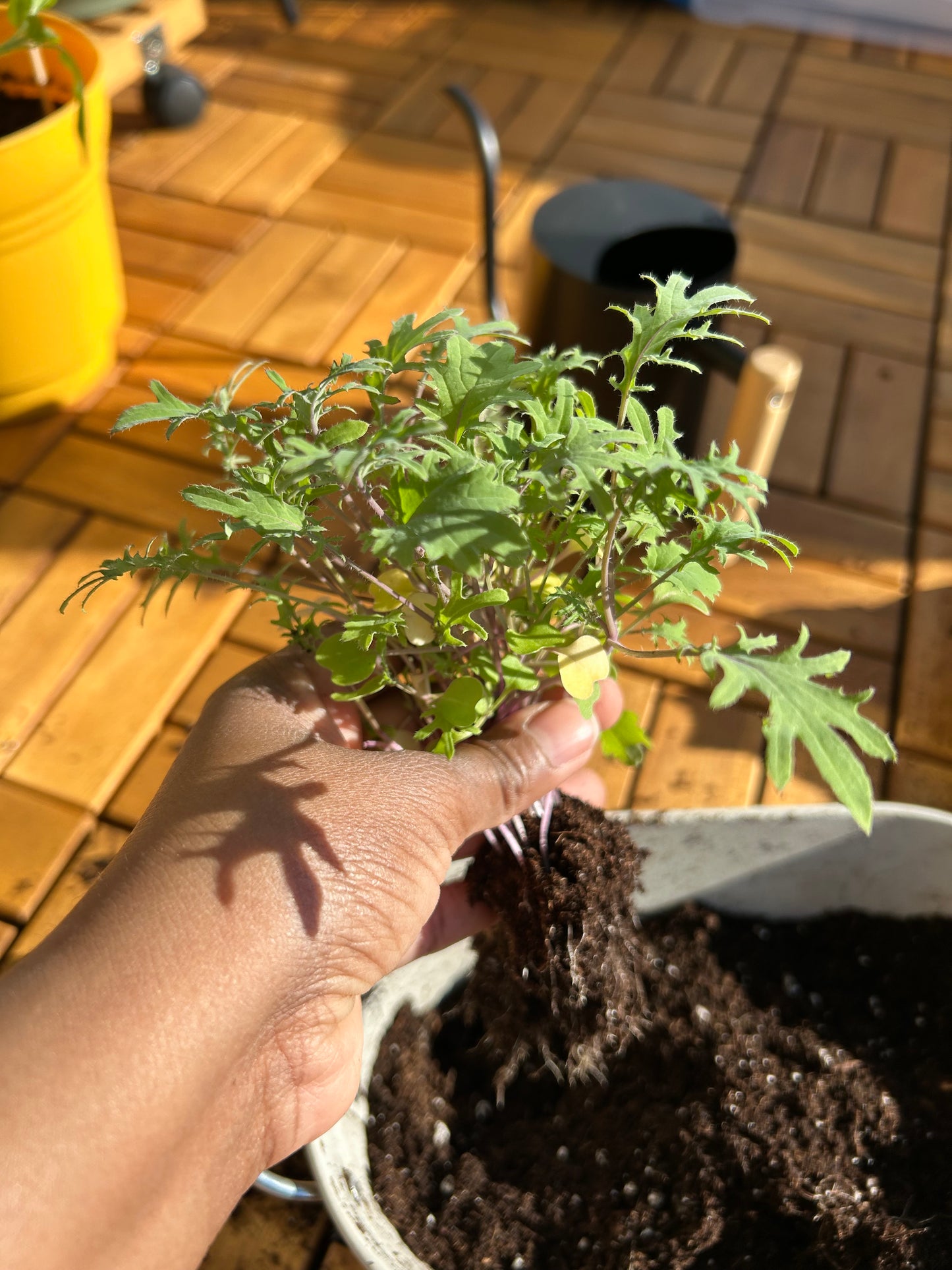 Grow your Own Food Guide