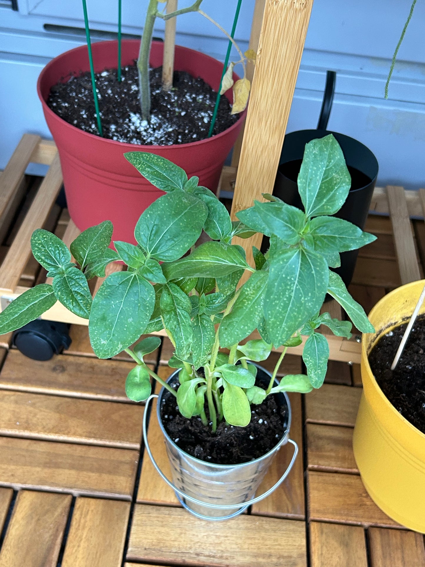 Grow your Own Food Guide