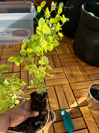 Grow your Own Food Guide