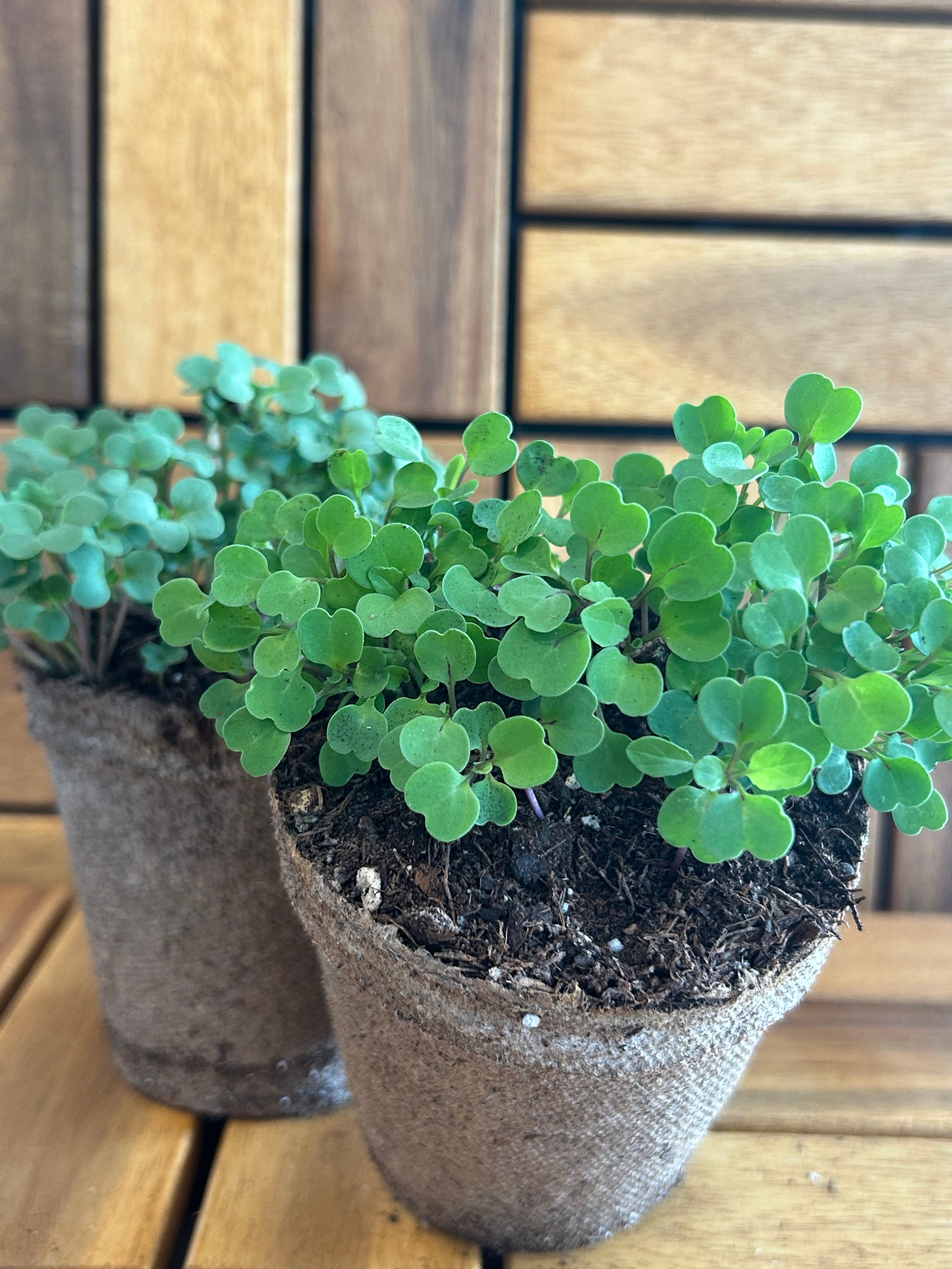Two green microgreen plants in a brown pots against a wooden background.