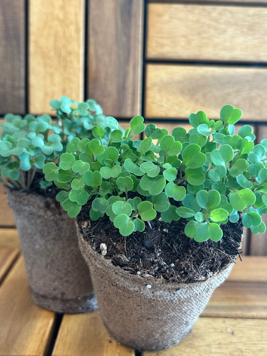 Two green microgreen plants in a brown pots against a wooden background.