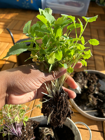 Grow your Own Food Guide