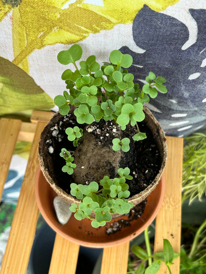 Aerial view of green leafed broccoli micogreens in a brown pot on a terracotta dish.