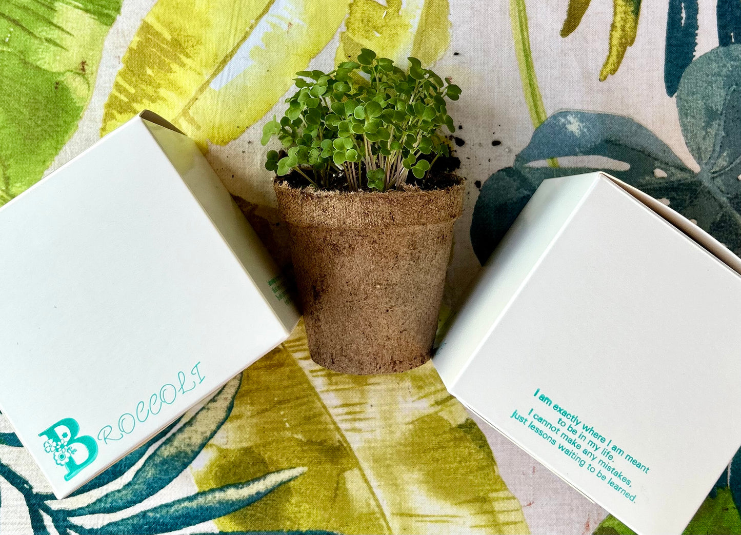 Leaf background. White box with the word Broccoli stamped on it (left). Green microgreen plant in brown pot (middle). White box with poem stamped on it (right). Poem on box: My failures do not define me. They are handcrafted lessons, placed in my life to encourage me to grow.