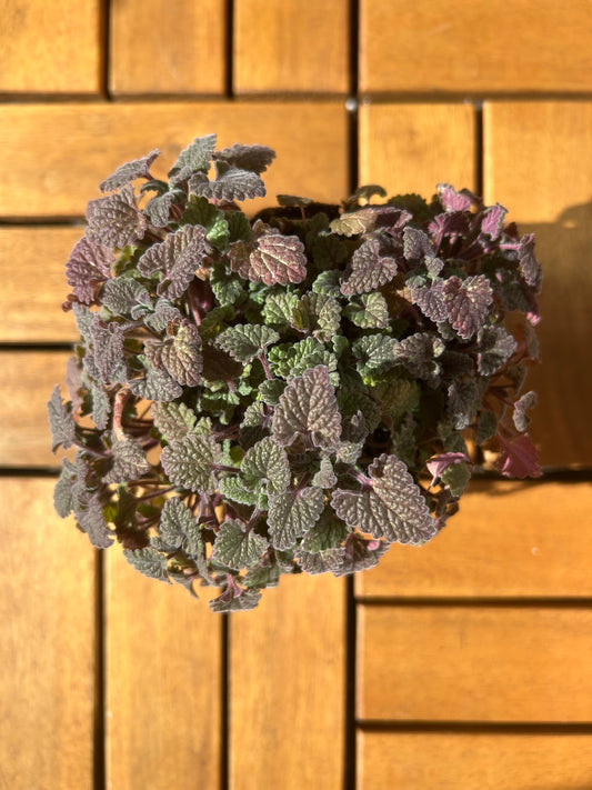 Potted catnip with purple and green leaves against a wooden tiles.