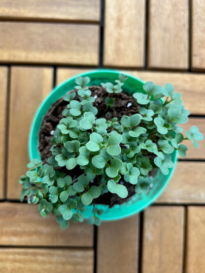 Seed Paper Saturdays Garden Workshop