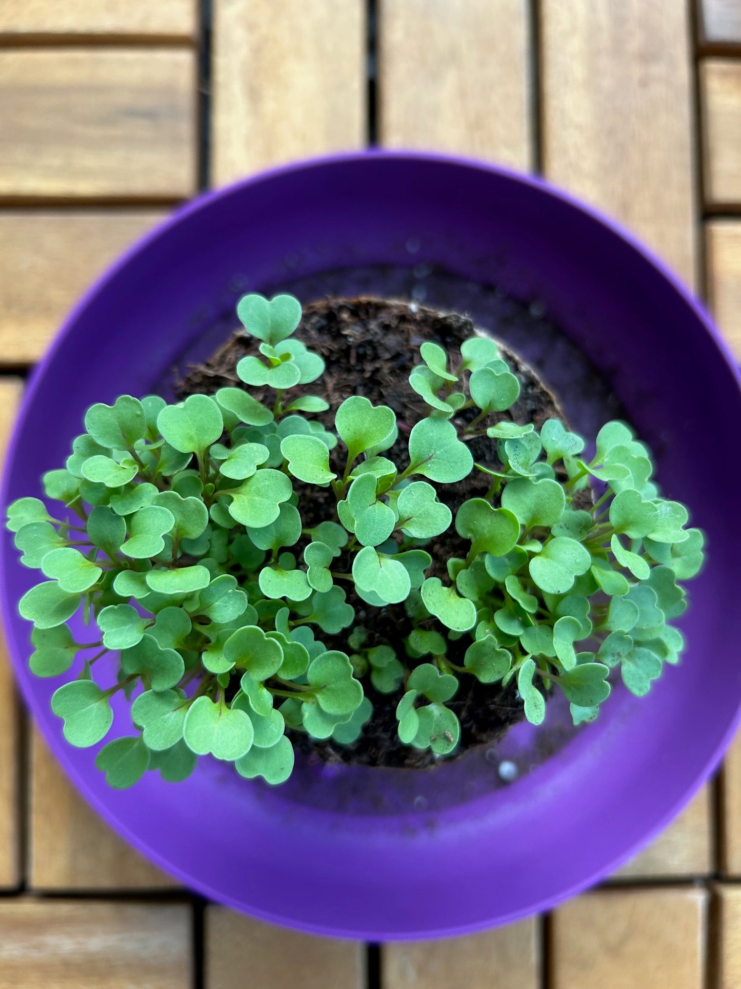 Seed Paper Saturdays Garden Workshop