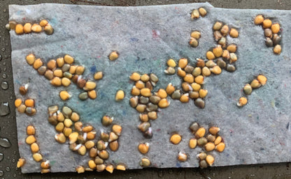 Seed Paper Saturdays Garden Workshop