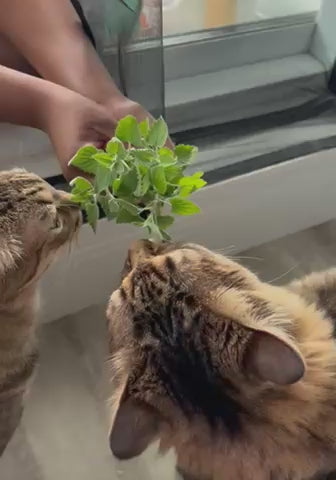 Cat Garden Kit